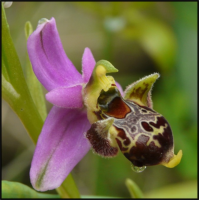 Ophrys scolopax subsp. cornuta